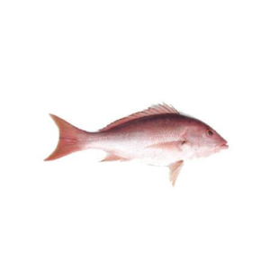 Frozen Whole Caribbean Red Snapper 1 Lb